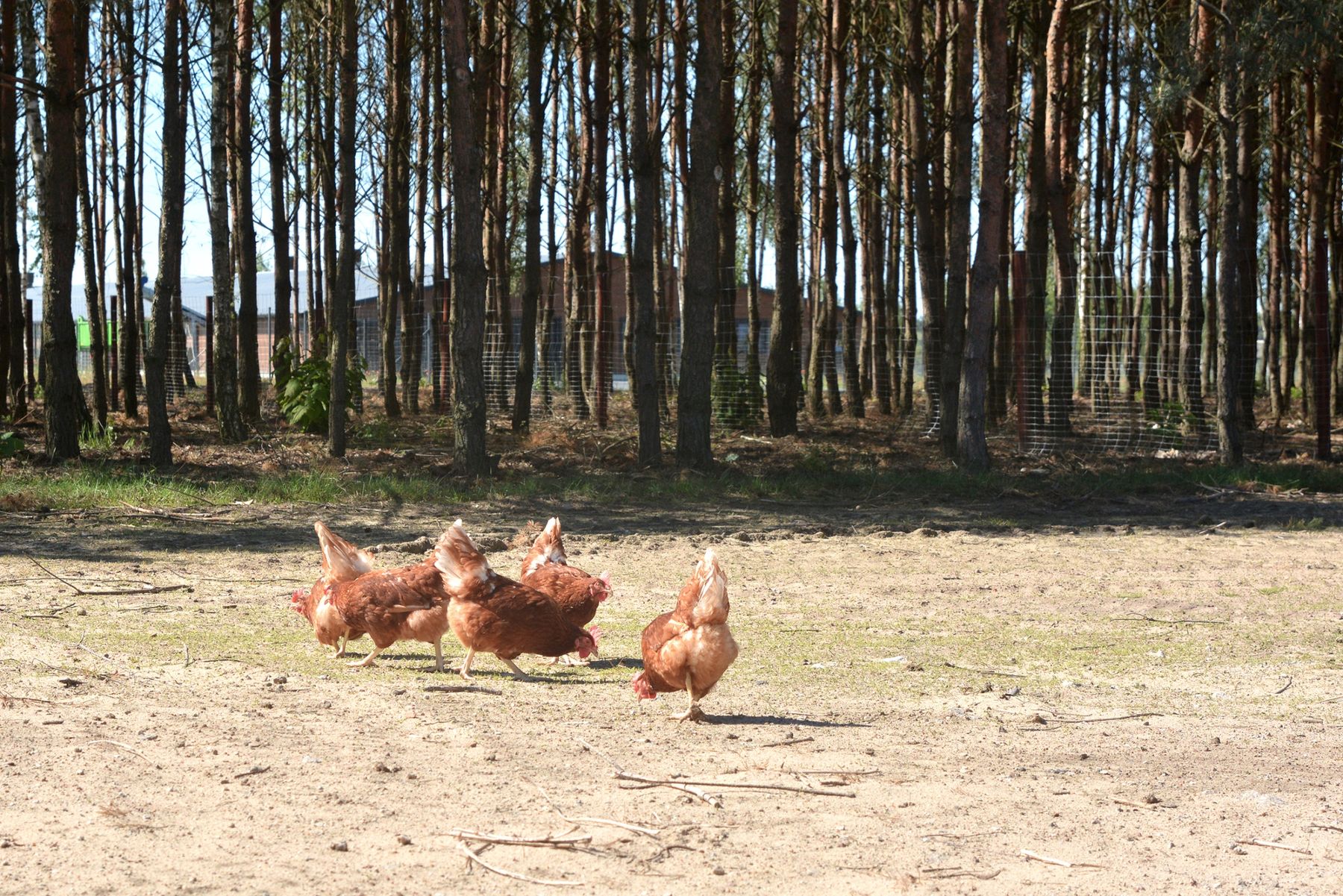 Kury wśród drzew na wybiegu